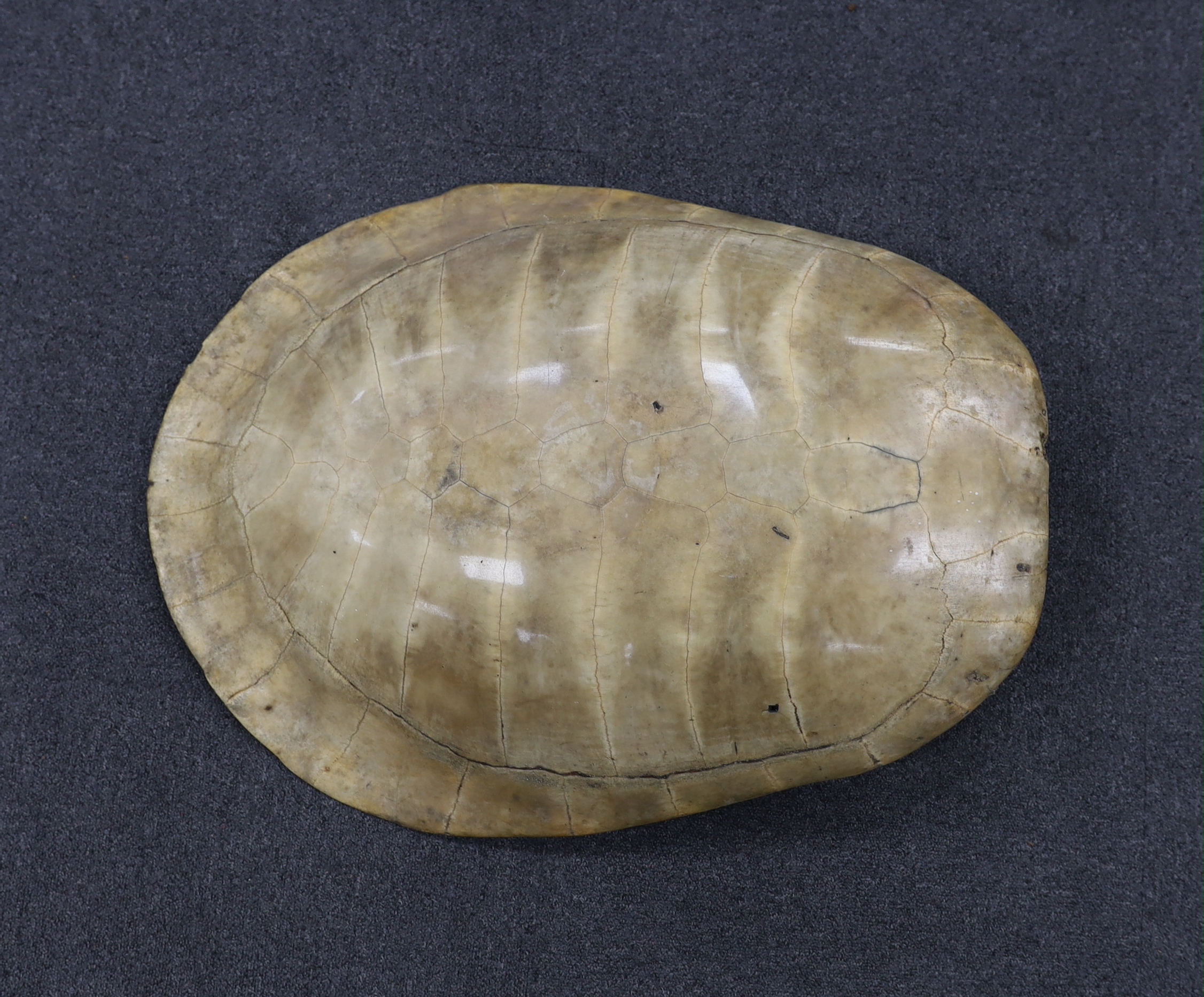 A Great South American River Turtle carapace (also known as an Arrau turtle or Tartaruga) 75cm in length, pre 1947 example, CITES listed Annex B, Appendix II, however will require an Export permit if sold and shipped out